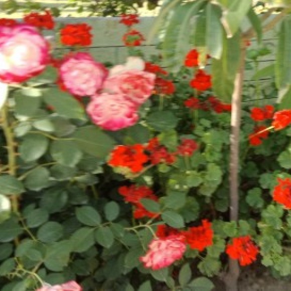 Profile picture of Asadomer