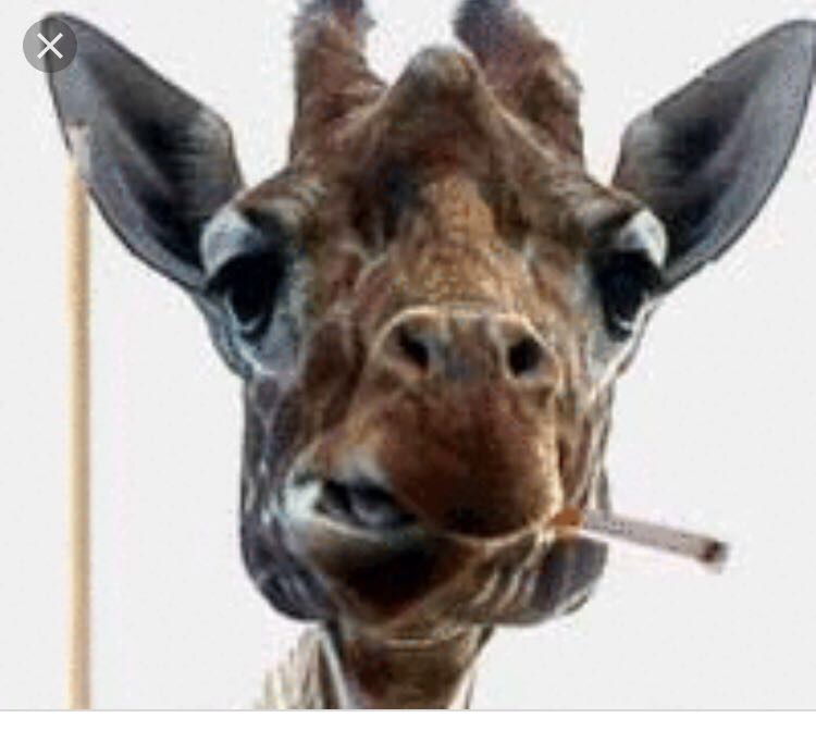 Profile picture of Zak