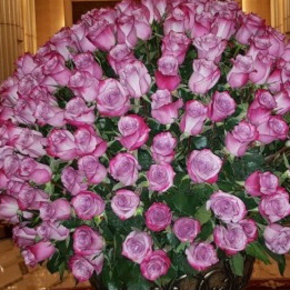 Profile picture of Imaan