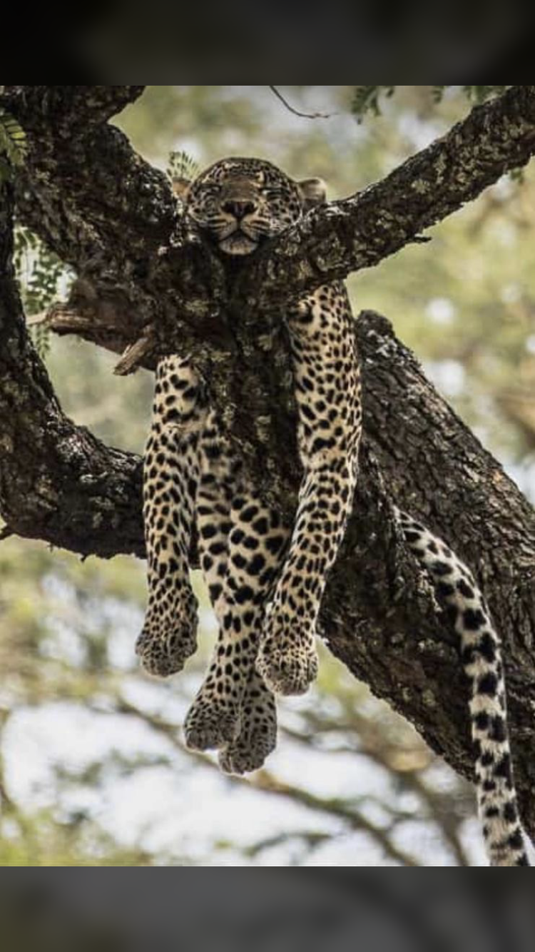 Profile picture of Lonely heart