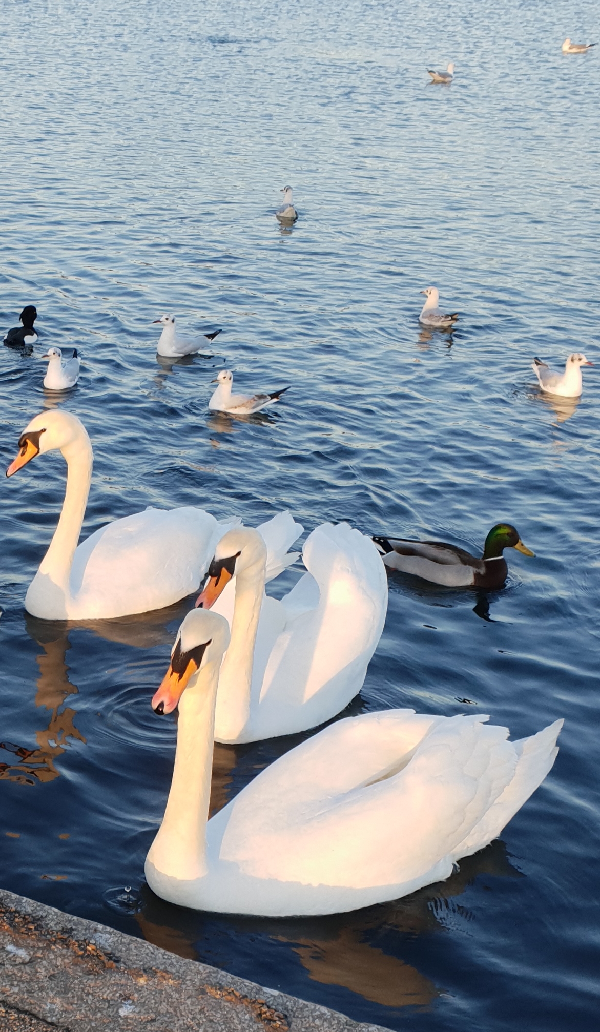 Profile picture of fatima