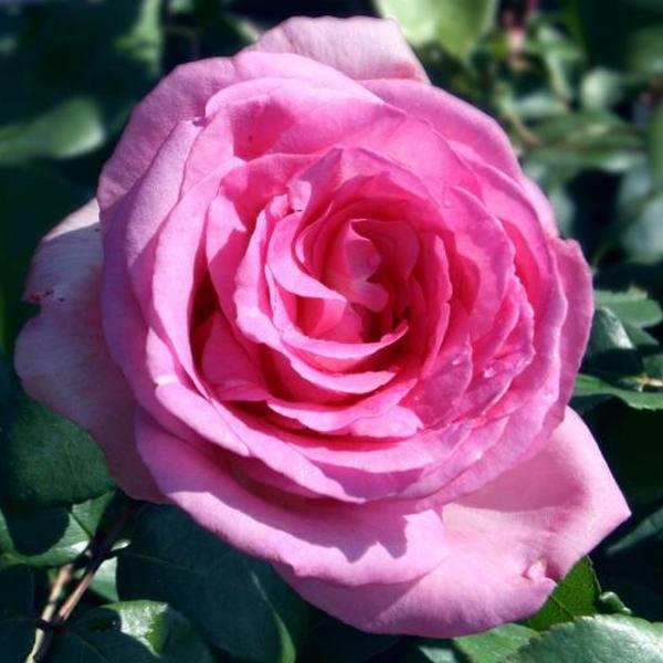 Profile picture of Rose