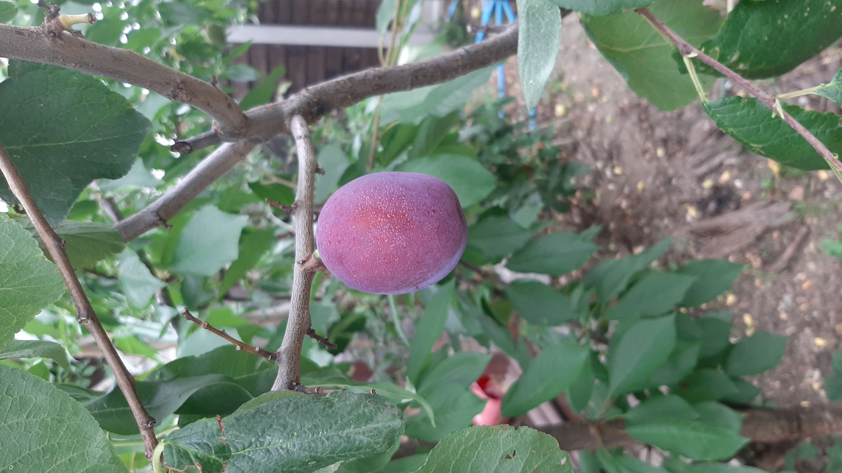 Profile picture of Aijaz