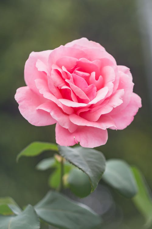 Profile picture of Safia