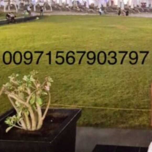 Profile picture of Ahsan Mehmood Farooqi