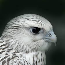 Profile picture of Junior