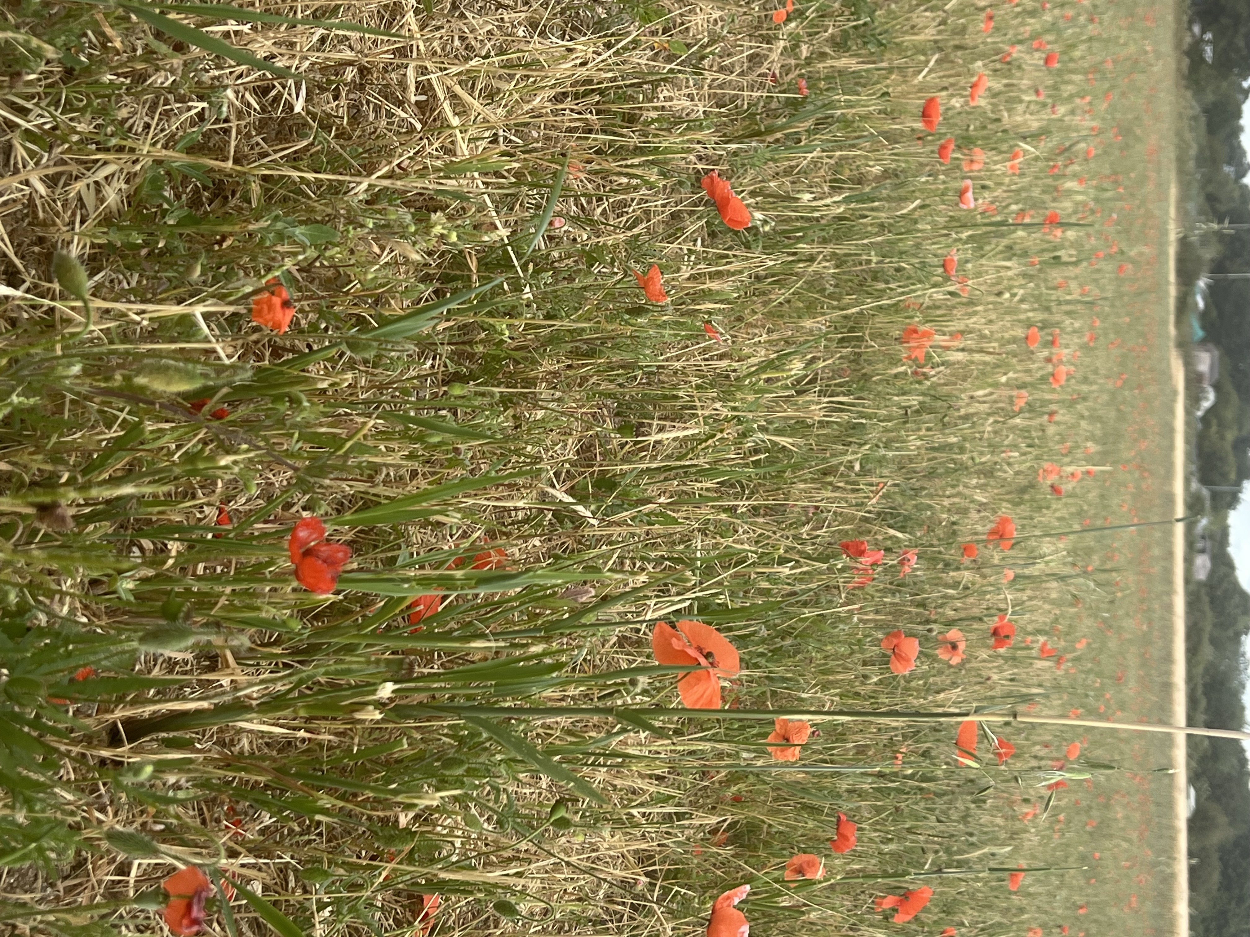 Profile picture of Bride