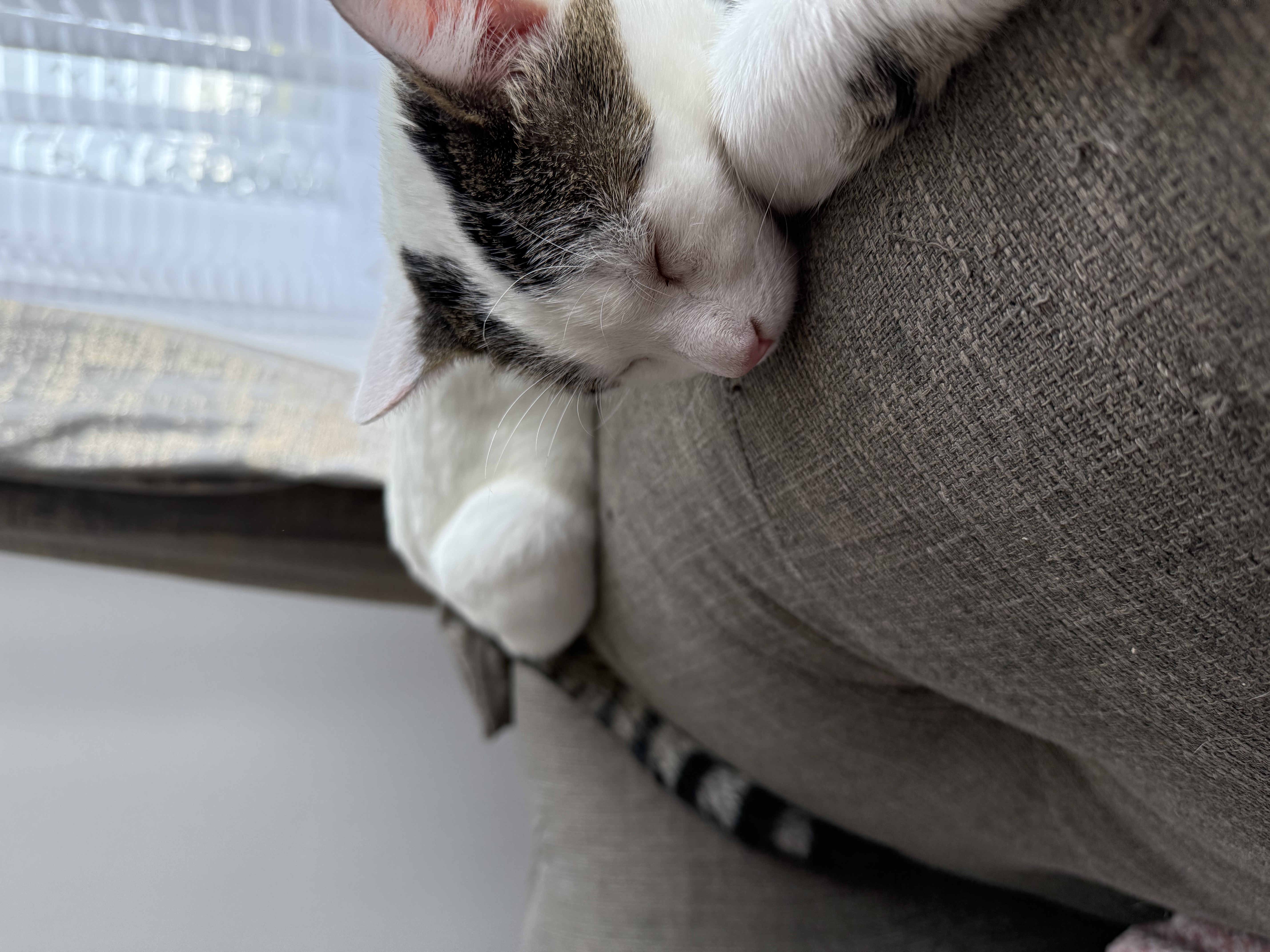 Profile picture of XxxAli