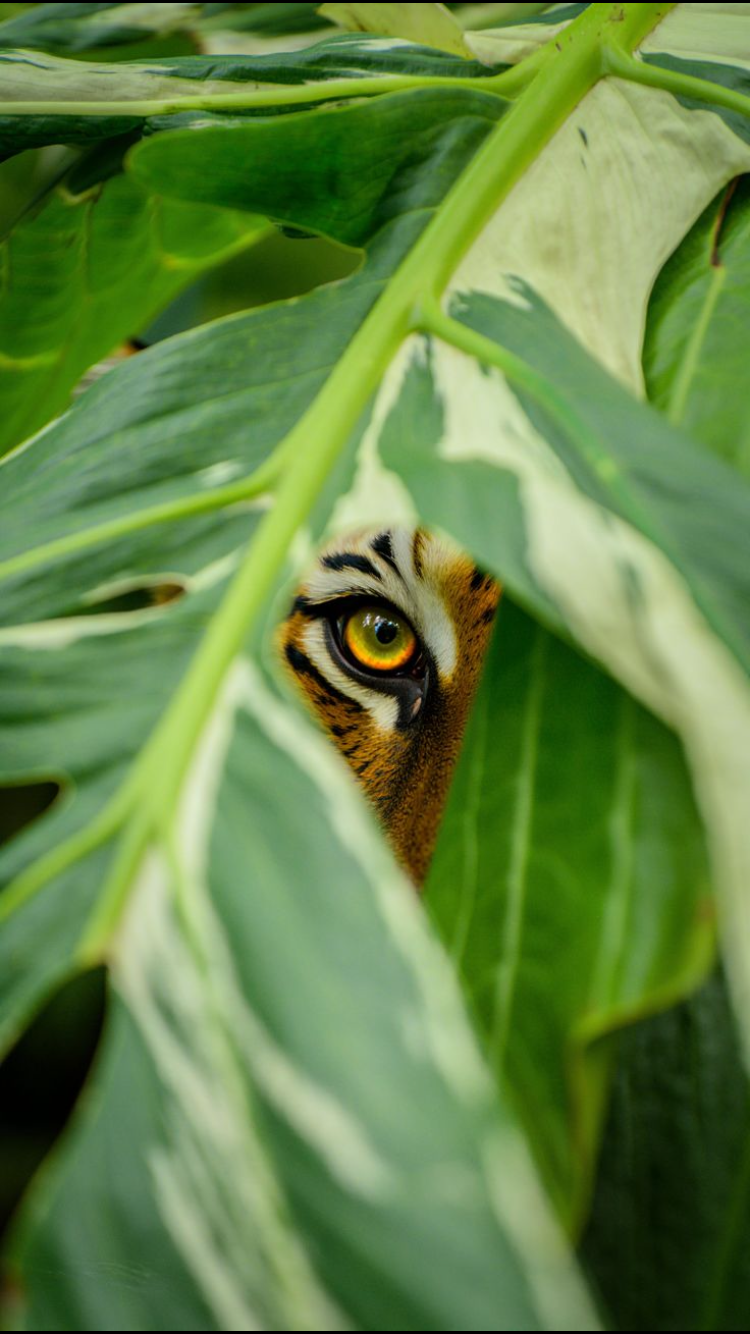 Profile picture of Mozo